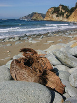 �����胄�V