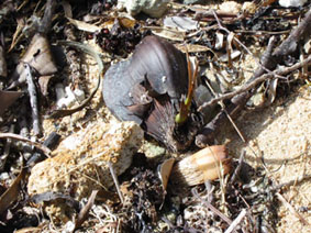 �j�b�p���V